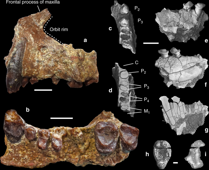 Fragments de mâchoires et molaire isolée appartenant à Aseanpithecus myanmarensis