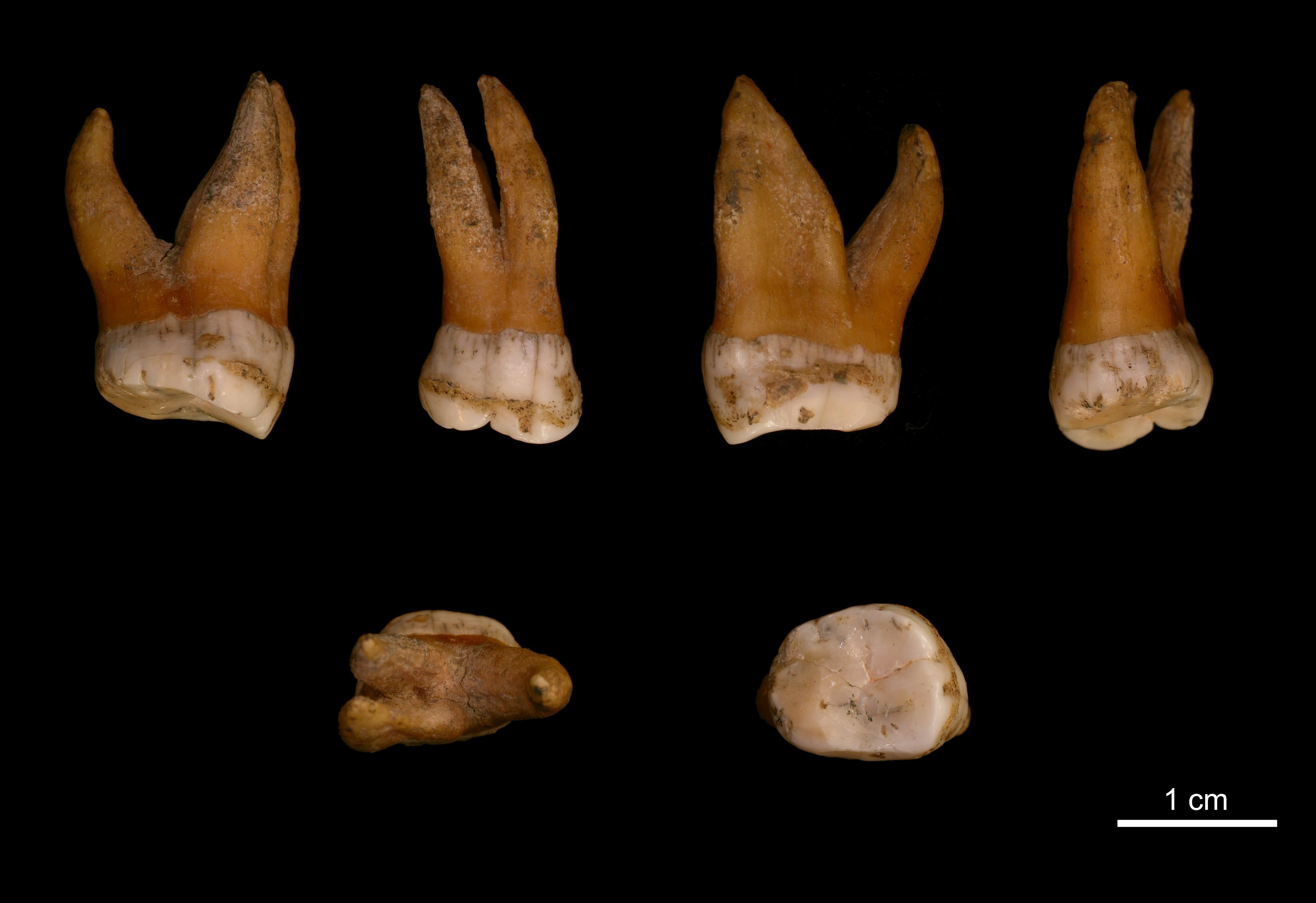 Molaire supérieur 94a appartenant à l'homme de Néandertal découvert à Spy en Belgique