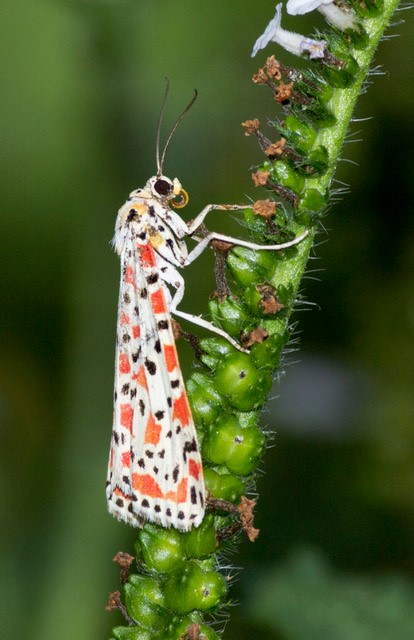 Utetheisa pulchelloides, un papillon de la famille des Arctiidae, champion toute catégories du transfert horizontal d’éléments transposables