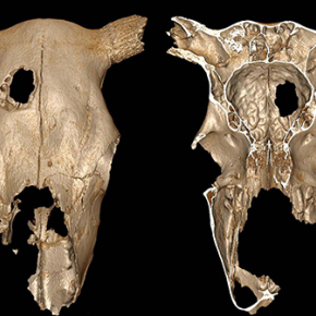 Chirurgie sur le crâne d’une vache du Néolithique, premier acte vétérinaire ou expérimentation sur l’animal ?