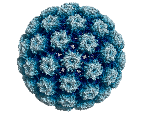 Cryo-electron microscopy structure of the human papillomavirus type 16 major capsid protein. Coloring is by radial distance from the center of the assembled capsid. Rendered using PyMol from PDB 5KEQ.