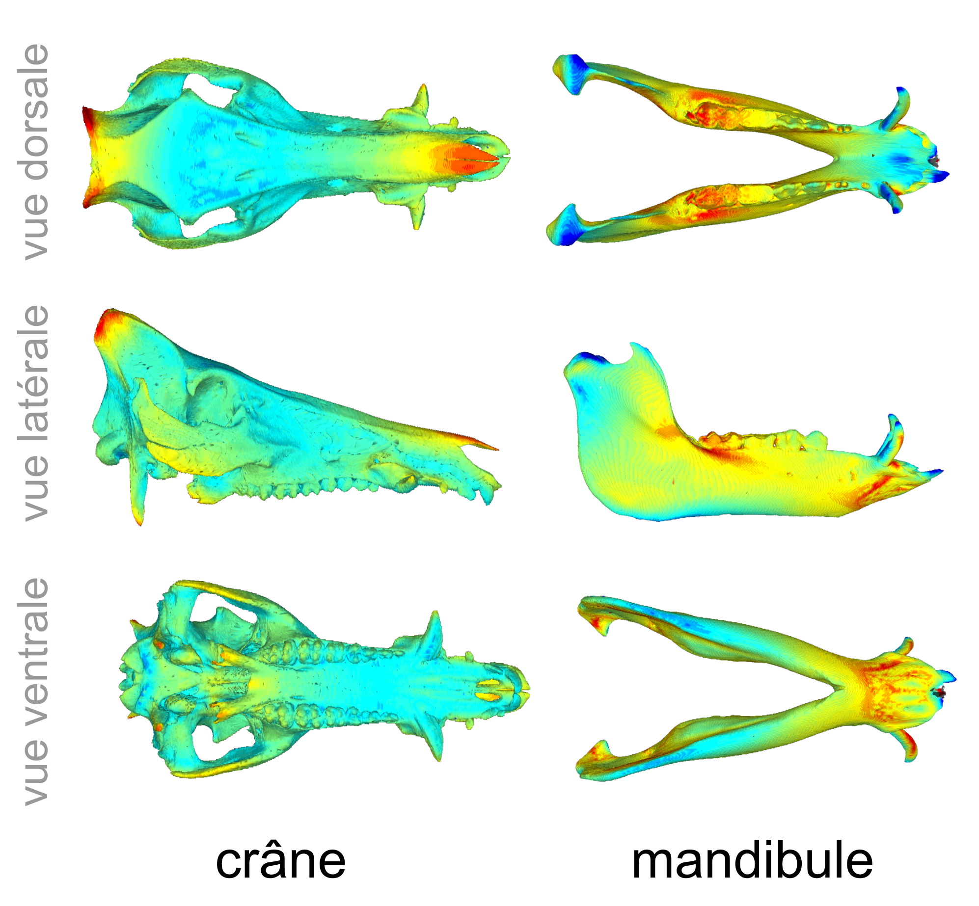 mandibule