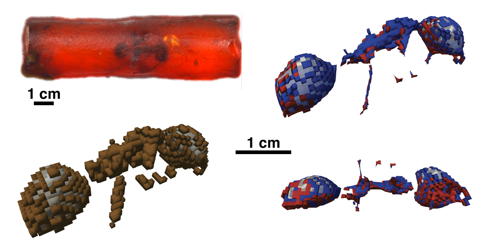 Imagerie Raman de rayons X 3D d’une fourmi piégée dans l’ambre il y a 53 millions d’années dans l’Oise.