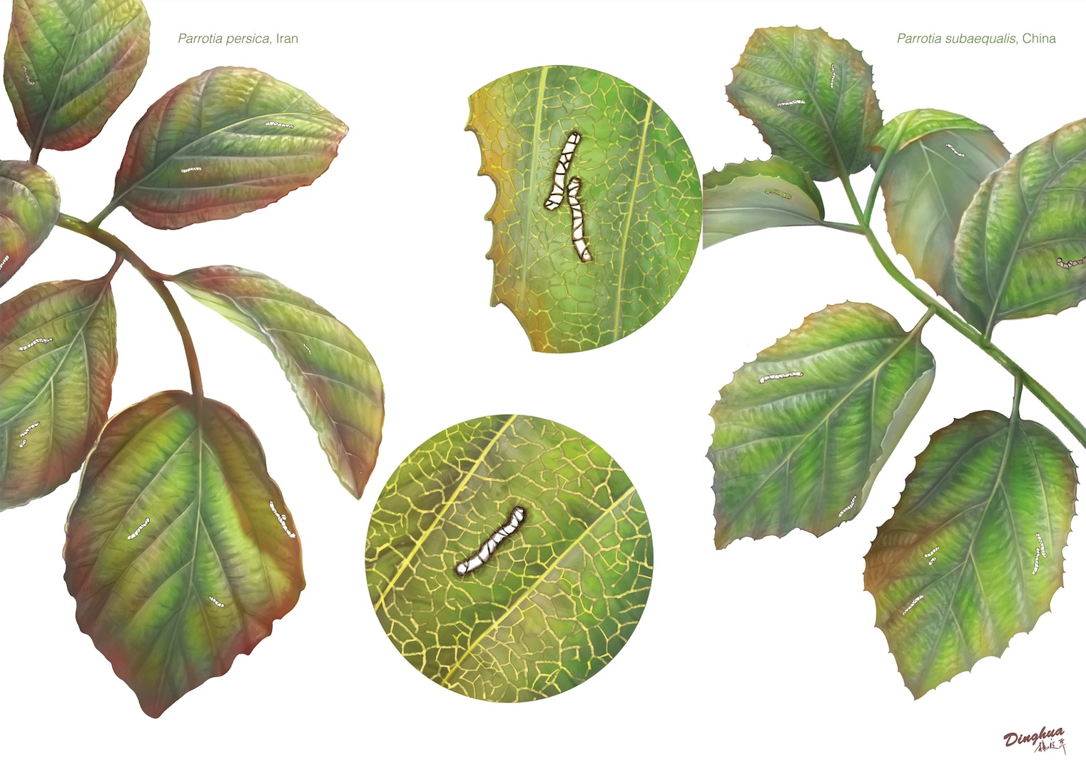 illustration artistique de feuilles