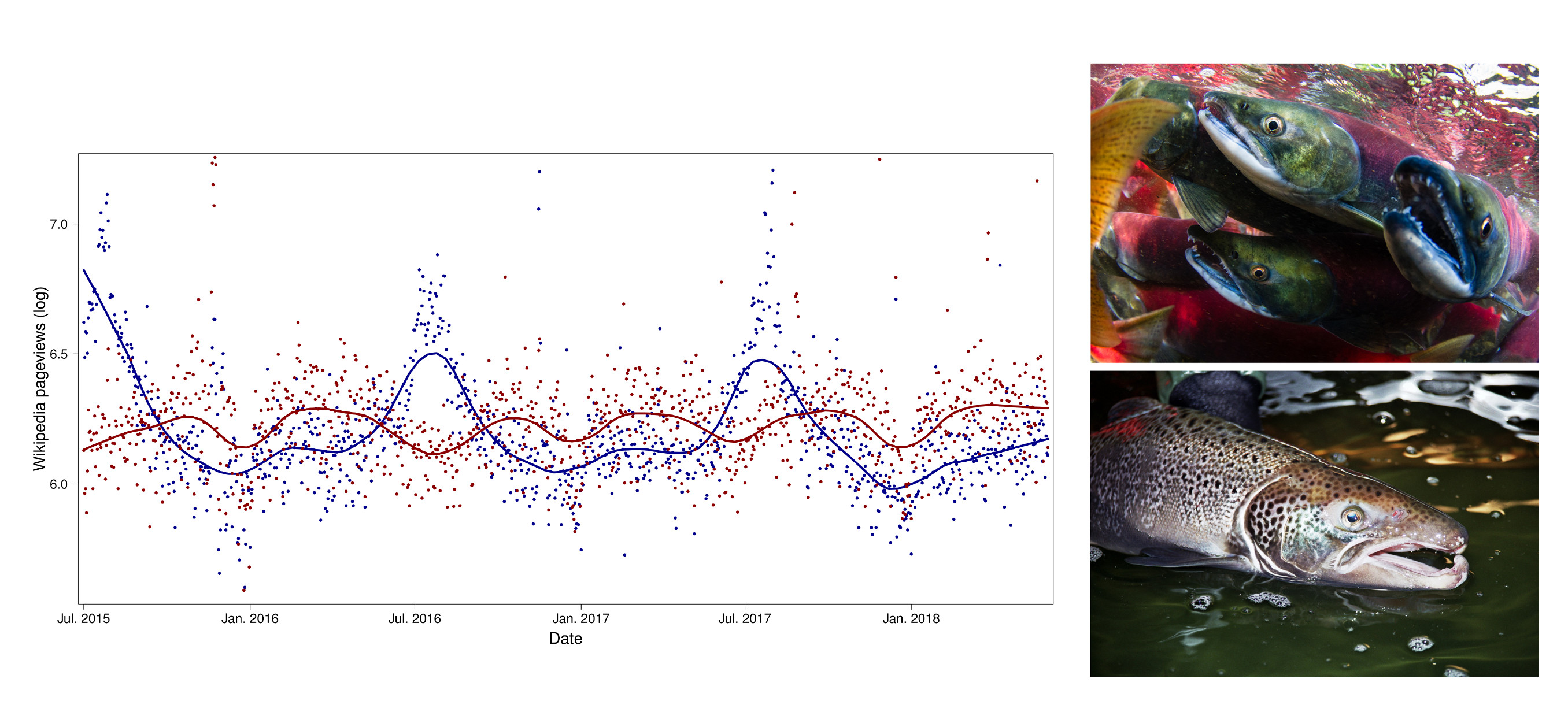 La popularité du saumon rouge (rouge) et du saumon de l’Atlantique (bleu) selon les pageviews de Wikipedia reflète leurs tendances de migration saisonnière 