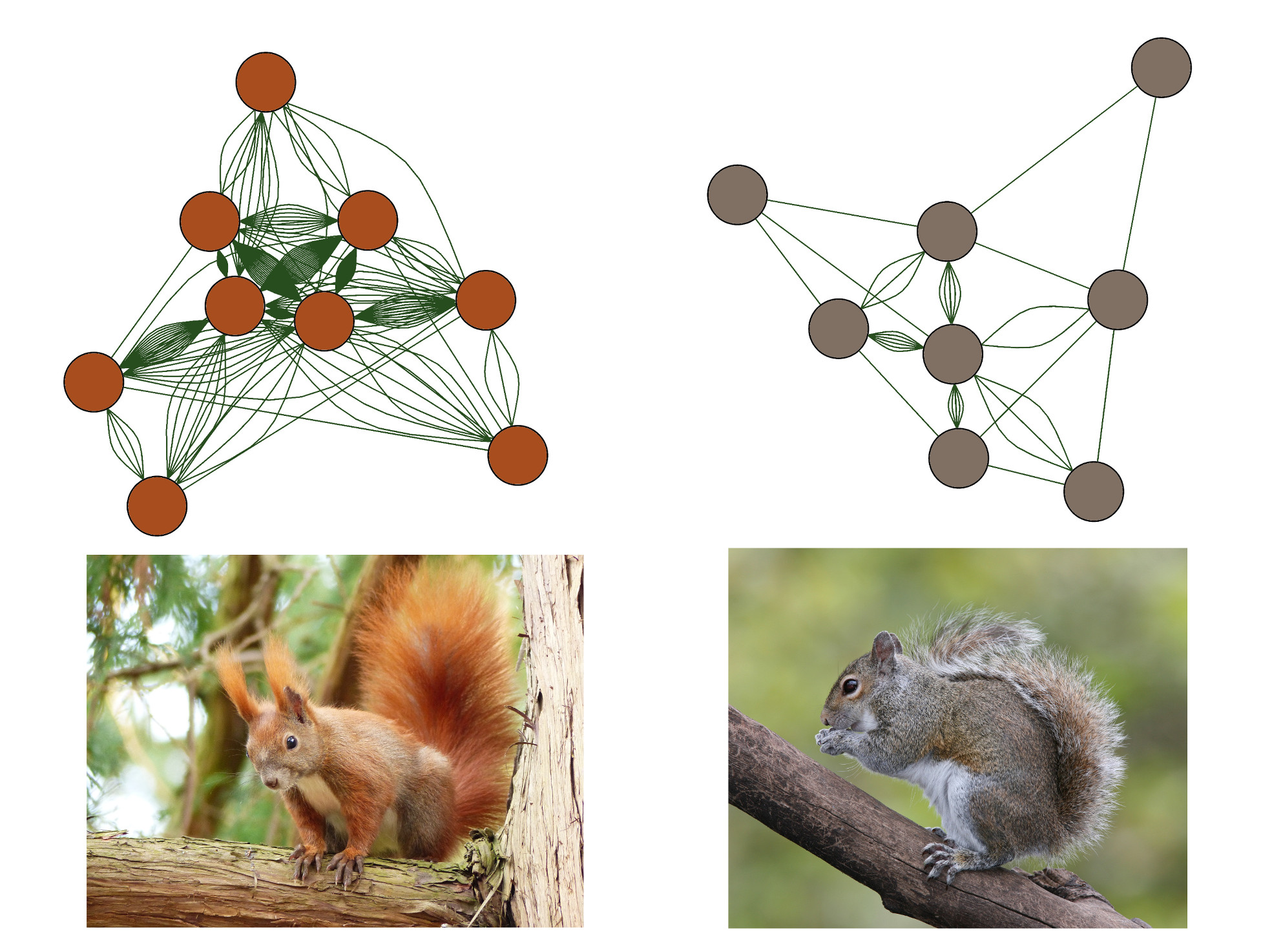 La visualisation en réseau du comportement des écureuils roux (à gauche) et gris (à droite) évalués par des vidéos sur Youtube 