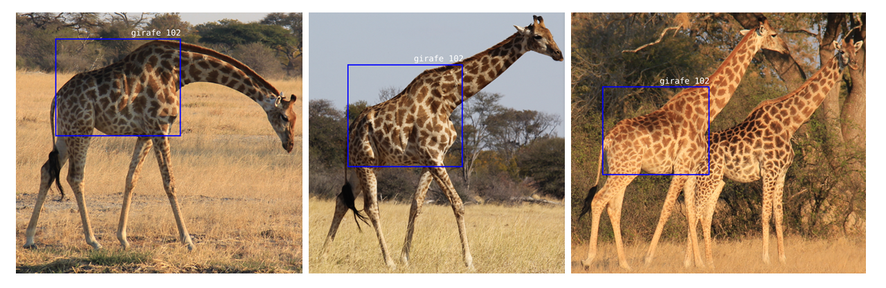 Exemple d'une girafe reconnue par le système de capture/recapture visuelle