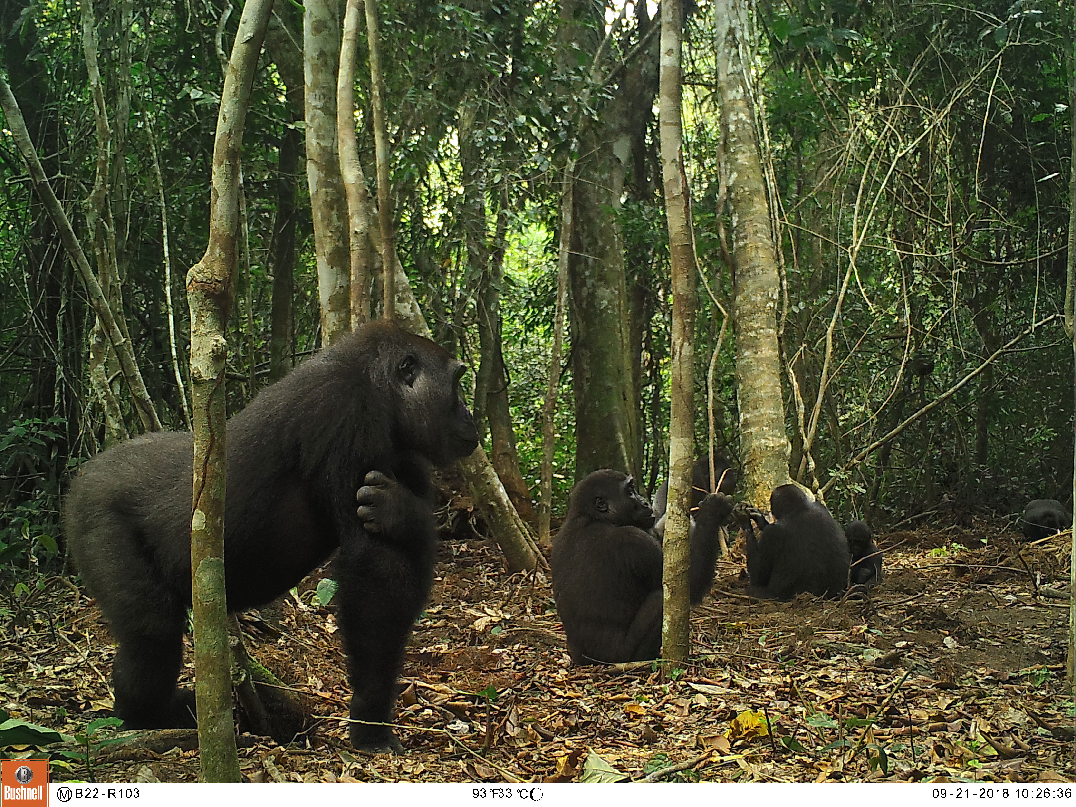 Suivi par caméra trap des gorilles en forêt de Ngaga, Congo (© Germán Illera)