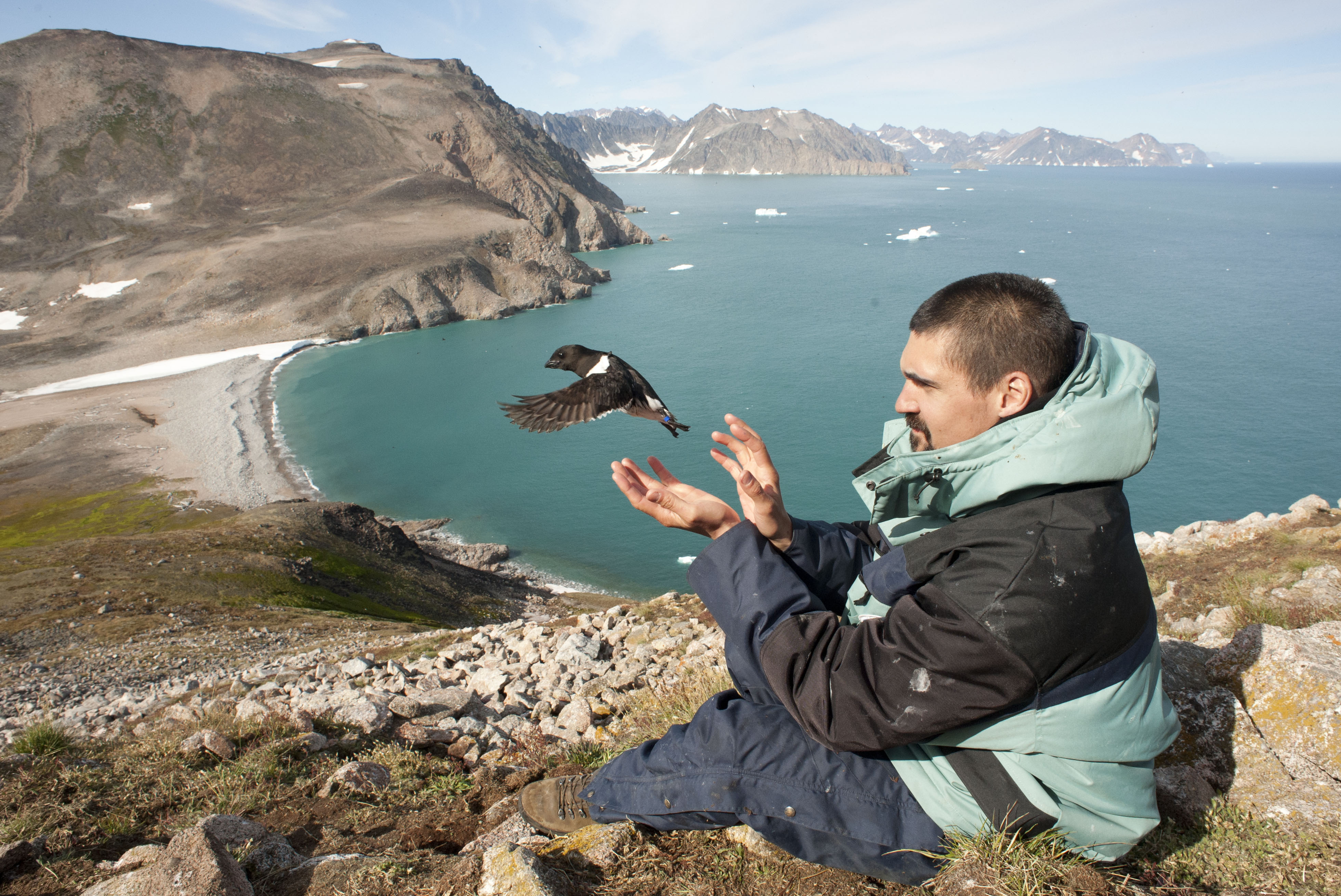 Lâcher d’un petit mergule équipé d’un géolocateur, Groenland Août 2016.