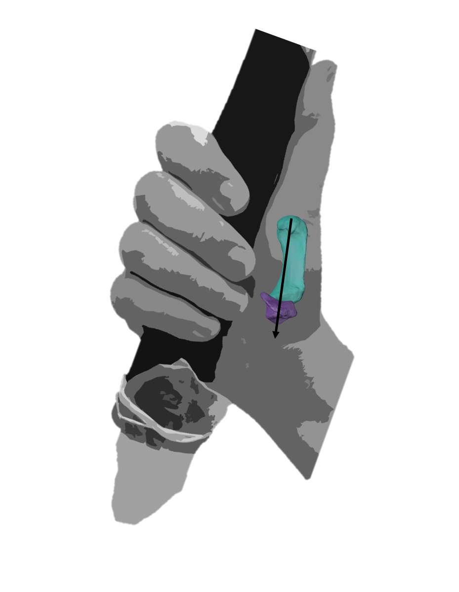 Reconstitution de la saisie de force utilisée par les Néandertaliens pour un outil emmanché où ce dernier est tenu comme un marteau actuel, entre les doigts et la paume avec le pouce dirigeant la force. En transparence, les deux os composant le pouce, le trapèze (en violet) et le premier métacarpe (en bleu). Crédit image : Ameline Bardo