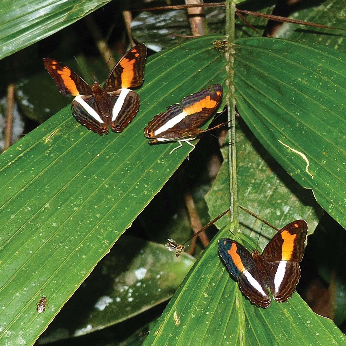 Trois espèces de papillons équatoriens du genre Adelpha présentant une forte similarité de leurs motifs colorés. Cette similarité est probablement le résultat d’une convergence évolutive, ces motifs colorés agissant comme un signal qui informe le prédateur que ces espèces sont difficiles à capturer.