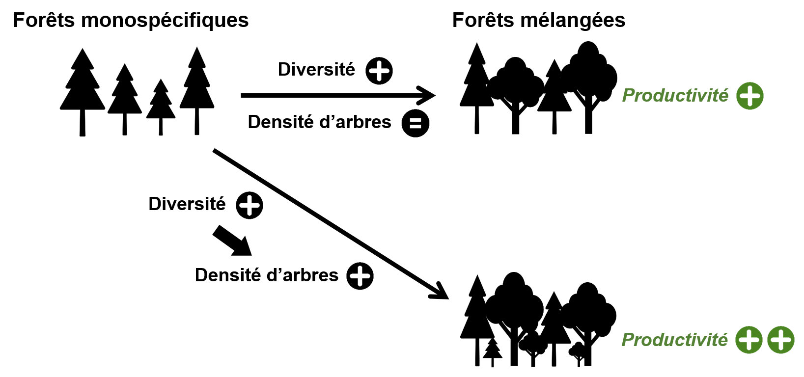 schéma explicatif