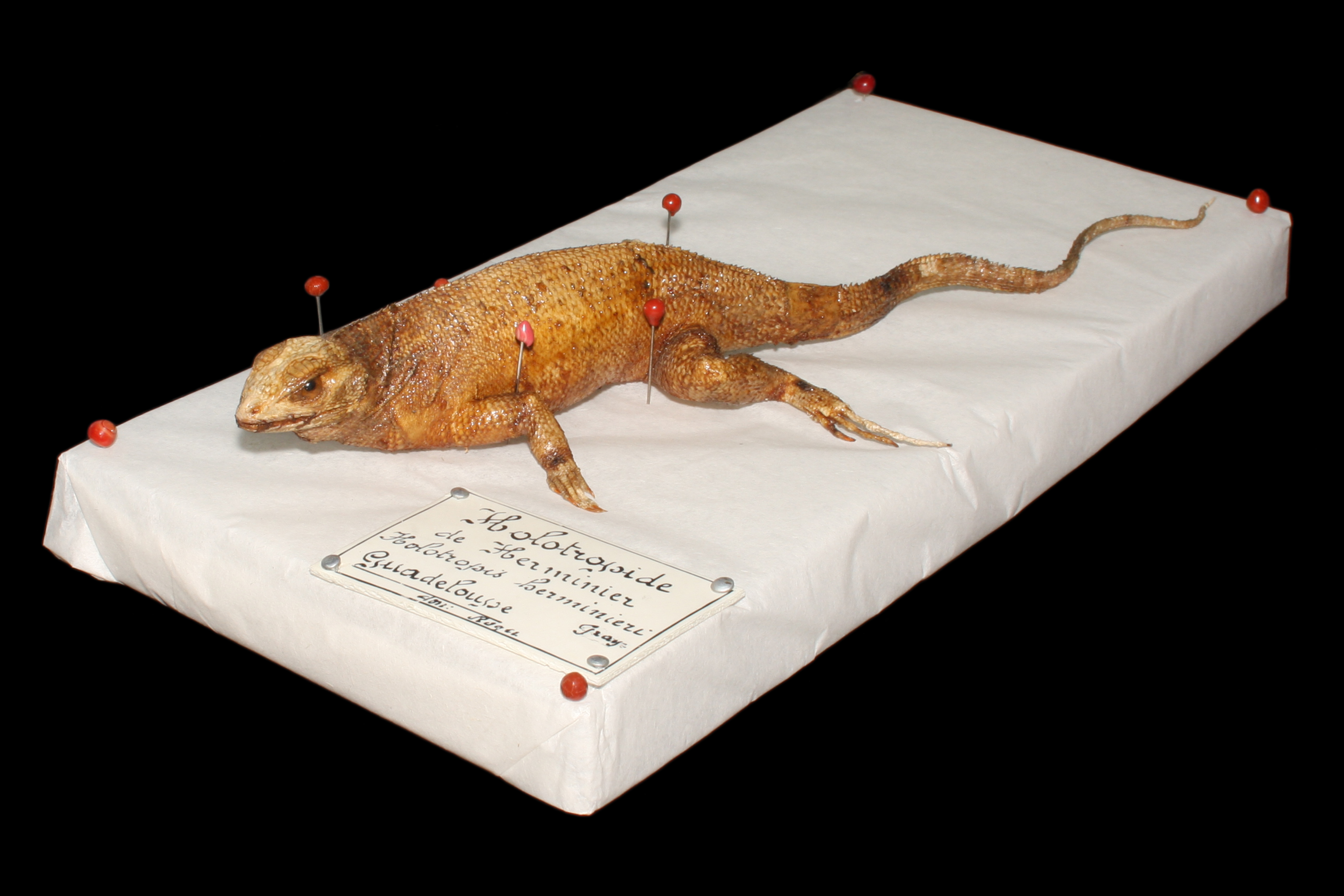 le Léiocéphale du Muséum de Bordeaux (don Roger 1835) : le seul représentant de ce taxon disparu de Guadeloupe. Une espèce éteinte avant d’avoir été décrite ; crédit : Laurent Charles, Muséum de Bordeaux - Sciences et Nature