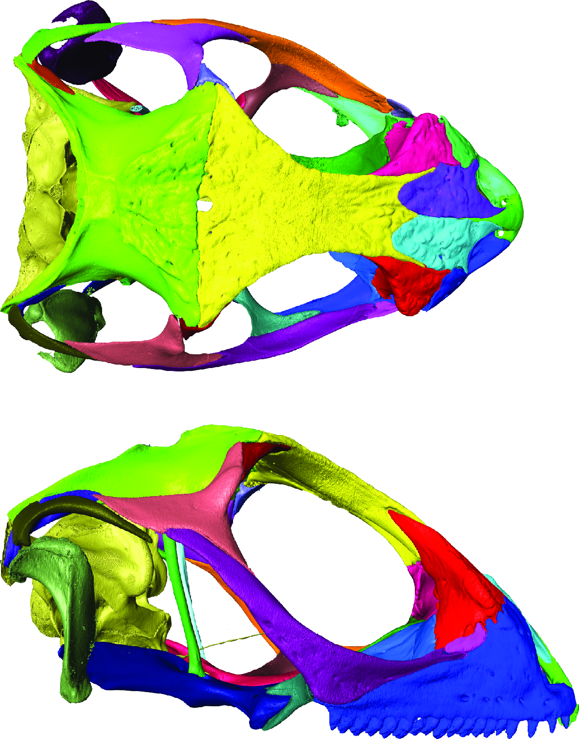crâne du Léiocéphale du Muséum de Bordeaux modélisée 3D grâce aux techniques d’imagerie. L’observation de la morphologie squelettique à permis de comparer ce spécimen aux ossements fossiles découverts en Guadeloupe sans endommager le spécimen historique.