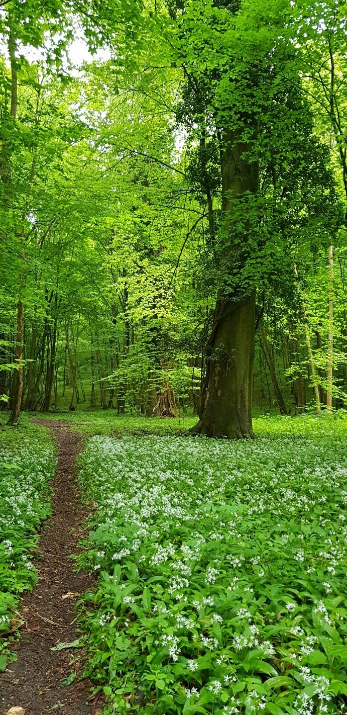 Exemple de communauté végétale forestière dans le sous-bois de la forêt domaniale de Compiègne