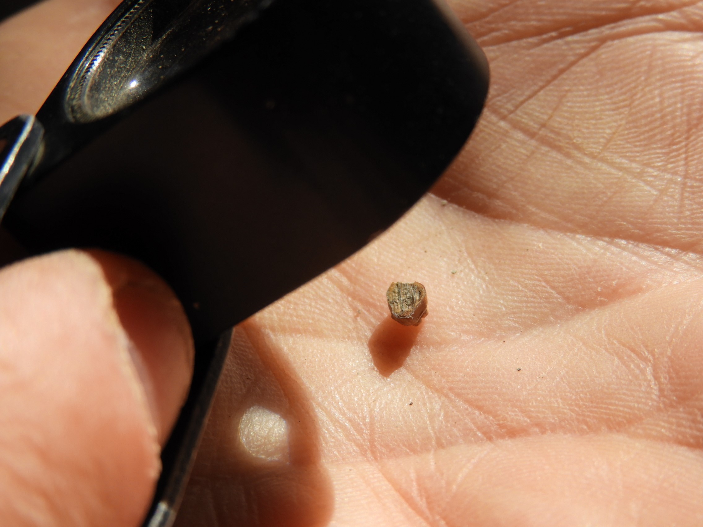 Observation à la loupe de terrain, d’une dent isolée documentant une nouvelle espèce de rongeur chinchilloïde