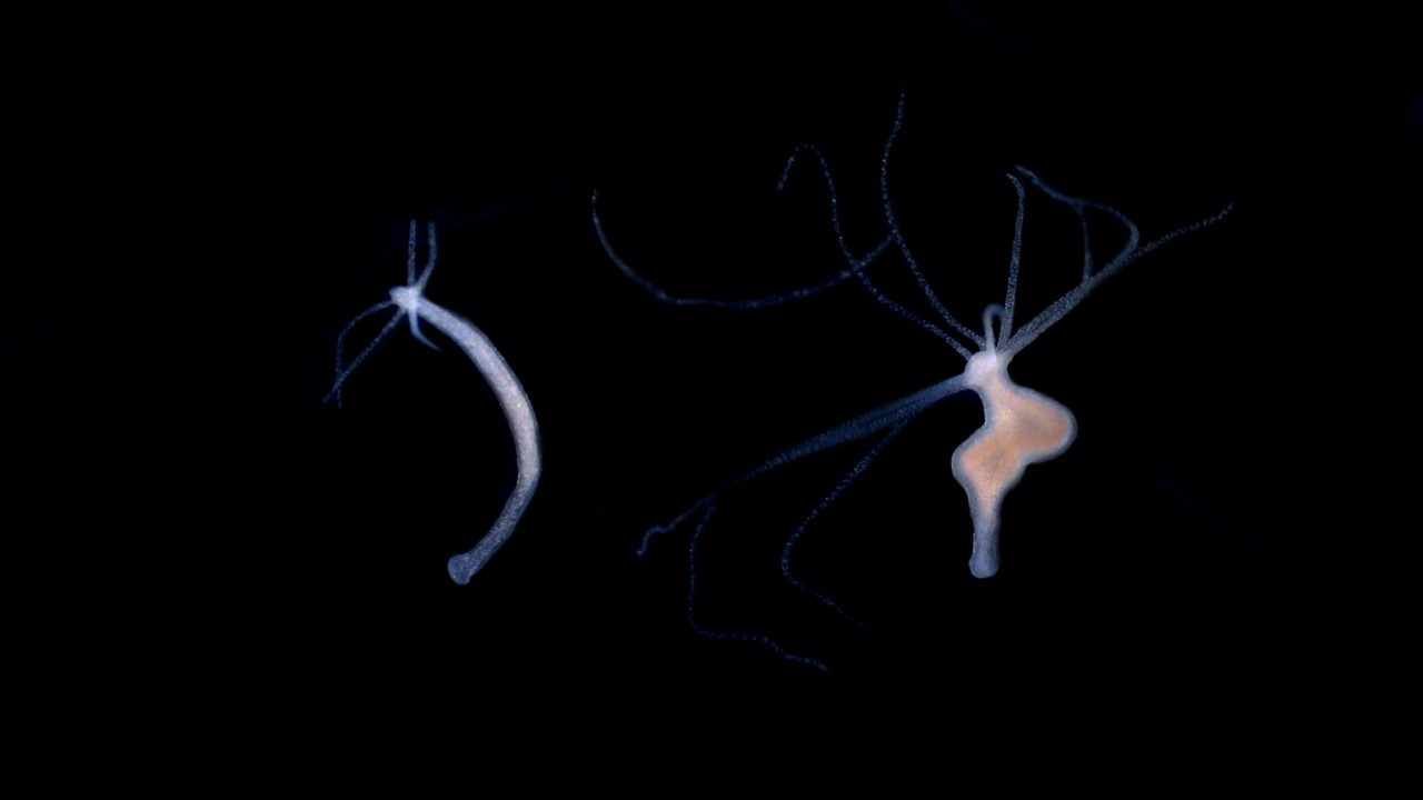 Figure 1: Différences phénotypiques entre une hydre saine (à gauche) et une hydre porteuse de tumeurs (à droite). Justine Boutry