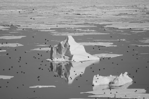 Vol de mergules nains à Ukaleqarteq (Kap Höegh, Groenland Est). Jérôme Fort