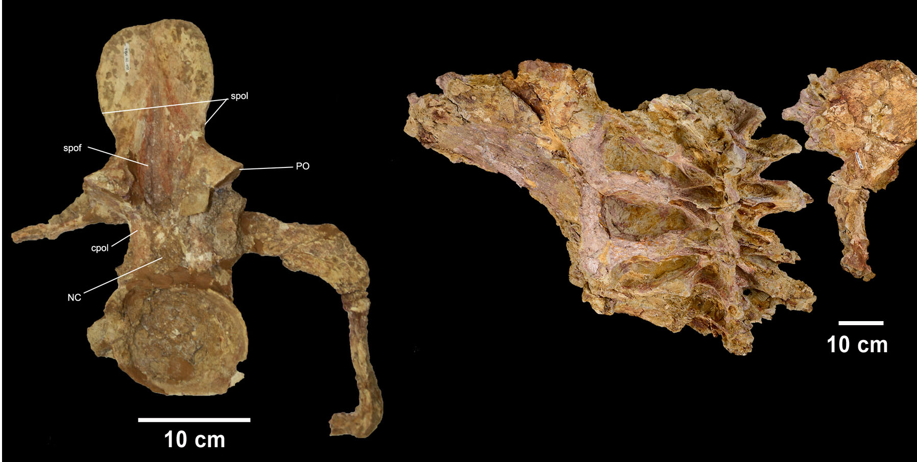 Divers éléments squelettiques du sauropode Garrigatitan meridionalis ; à gauche : vertèbre cervicale ; à droite : synsacrum et ilions