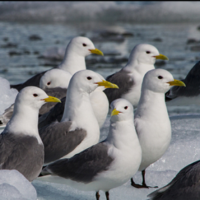 L’exposition d’un oiseau de l’Arctique à un pesticide provoquerait le raccourcissement de ses télomères