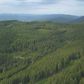 Le changement climatique renforce la sensibilité du fonctionnement des écosystèmes forestiers à la diversité en espèces d’arbres