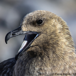 Des pesticides interdits depuis plus de 40 ans continuent d’empoisonner les oiseaux de l’Antarctique