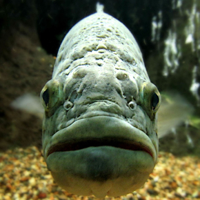 Le black bass